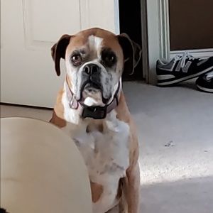 Meet your Posher, Griffin